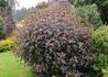 Kép 3/4 - Physocarpus opulifolius Red Baron / Bangitalevelű hólyagvessző