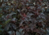 Kép 4/4 - Physocarpus opulifolius Red Baron / Bangitalevelű hólyagvessző