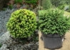 Kép 1/2 - Picea abies Barry / Törpe Gömb Lucfenyő