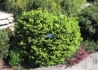 Kép 2/2 - Picea abies Barry / Törpe Gömb Lucfenyő