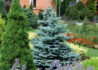 Kép 1/4 - Picea Pungens Glauca / Ezüstfenyő