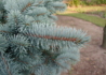 Kép 2/4 - Picea Pungens Glauca / Ezüstfenyő