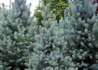 Kép 3/4 - Picea Pungens Glauca / Ezüstfenyő