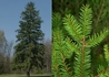 Kép 2/2 - Picea abies / Közönséges lucfenyő