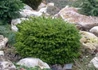 Kép 2/4 - Picea abies Little Gem / Fészekfenyő törpefenyő