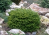 Kép 2/4 - Picea abies Little Gem / Fészekfenyő törpefenyő
