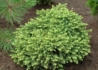 Kép 4/4 - Picea abies Little Gem / Fészekfenyő törpefenyő