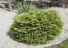 Kép 1/3 - Picea abies Nidiformis / Törpe fészek luc
