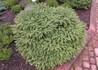 Kép 2/3 - Picea abies Nidiformis / Törpe fészek luc