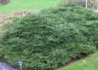 Kép 1/2 - Picea abies Pumila Nigra / Törpe Luc