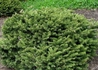 Kép 2/2 - Picea abies Pumila Nigra / Törpe Luc