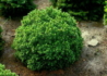 Kép 2/4 - Picea glauca Alberta Globe / Törpe Gömb cukorsüvegfenyő