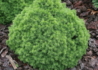 Kép 4/4 - Picea glauca Alberta Globe / Törpe Gömb cukorsüvegfenyő