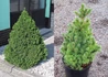 Kép 1/3 - Picea glauca Conica / Cukorsüvegfenyő