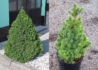 Kép 1/3 - Picea glauca Conica / Cukorsüvegfenyő