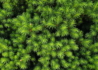 Kép 3/3 - Picea glauca Conica / Cukorsüvegfenyő