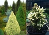 Kép 1/2 - Picea glauca Daisy's White / Fehér cukorsüvegfenyő