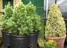 Kép 2/2 - Picea glauca Daisy s White / Fehér cukorsüvegfenyő
