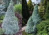 Kép 1/3 - Picea glauca Sanders Blue / Kék cukorsüvegfenyő