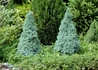 Kép 2/3 - Picea glauca Sanders Blue / Kék cukorsüvegfenyő