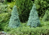Kép 2/3 - Picea glauca Sanders Blue / Kék cukorsüvegfenyő