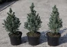 Kép 3/3 - Picea glauca Sanders Blue / Kék cukorsüvegfenyő