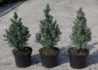 Kép 3/3 - Picea glauca Sanders Blue / Kék cukorsüvegfenyő