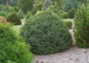 Kép 1/3 - Picea omorika Karel / Törpe gömb szerb lucfenyő