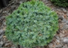 Kép 3/3 - Picea omorika Karel / Törpe gömb szerb lucfenyő