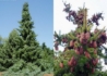 Kép 1/2 - Picea omorika / Szerb luc