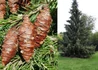 Kép 2/2 - Picea omorika / Szerb luc