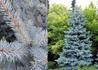 Kép 2/2 - Picea pungens Edith / Edith ezüstfenyő