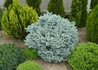 Kép 2/3 - Picea pungens Glauca globosa / Gömb ezüstfenyő
