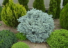 Kép 2/3 - Picea pungens Glauca globosa / Gömb ezüstfenyő