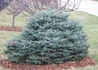 Kép 3/3 - Picea pungens Glauca globosa / Gömb ezüstfenyő