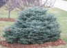 Kép 3/3 - Picea pungens Glauca globosa / Gömb ezüstfenyő