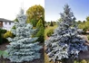 Kép 1/2 - Picea pungens Hoopsii / Hoopsii ezüstfenyő