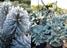 Kép 2/2 - Picea pungens Hoopsii / Hoopsii ezüstfenyő