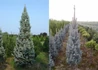 Kép 2/2 - Picea pungens Iseli Fastigiata / Oszlopos ezüstfenyő