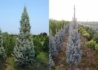 Kép 2/2 - Picea pungens Iseli Fastigiata / Oszlopos ezüstfenyő