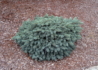 Kép 1/3 - Picea pungens Waldbrunn / Törpe ezüstfenyő
