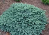 Kép 2/3 - Picea pungens Waldbrunn / Törpe ezüstfenyő