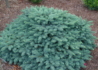 Kép 2/3 - Picea pungens Waldbrunn / Törpe ezüstfenyő