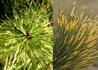Kép 2/2 - Pinus densiflora 'Burke's Red Variegated / Japán fenyő