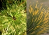 Kép 2/2 - Pinus densiflora 'Burke's Red Variegated / Japán fenyő