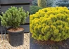 Kép 1/2 - Pinus mugo Carsten / Havasi törpefenyő