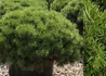 Kép 2/2 - Pinus mugo Mops / Havasi törpefenyő