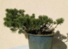Kép 2/4 - Pinus mugo / Törpefenyő