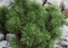 Kép 2/2 - Pinus mugo pumilio / Törpe fekete fenyő