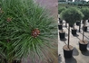 Kép 2/2 - Pinus nigra Brepo / Feketefenyő törpe gömb